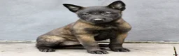 Belgian Malinois dogs for sale: Ruby  - Ad 1