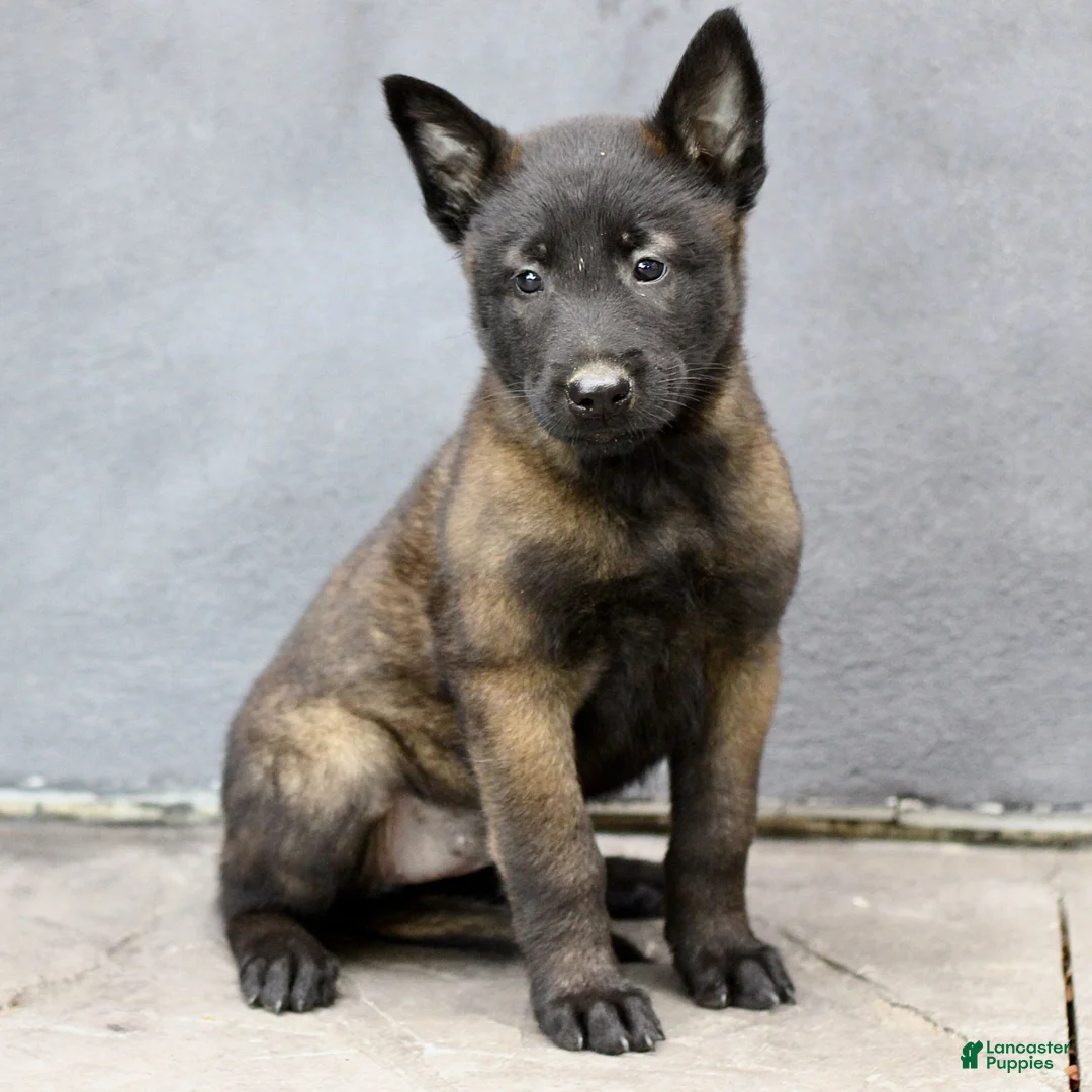 Belgian Malinois dogs for sale: Ruby  - Ad 1