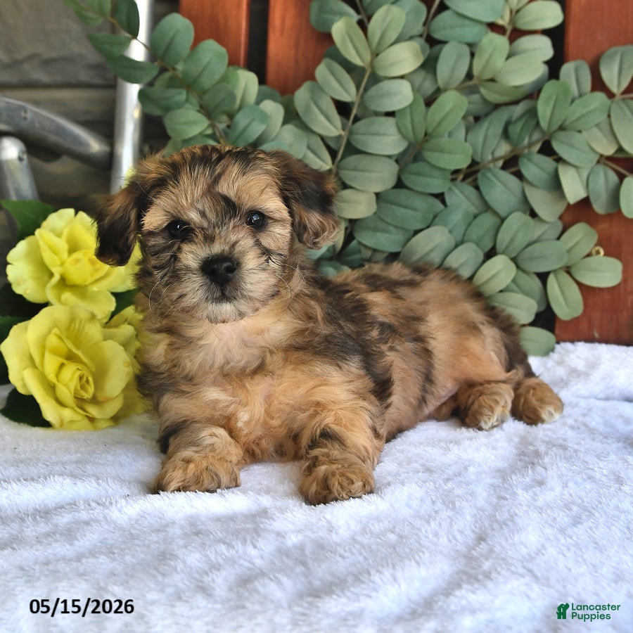 Shihpoo dogs Cupcake - Ad 2