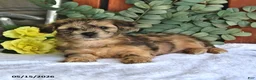 Shihpoo dogs for sale: Cupcake - Ad 2