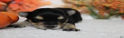 Morkie dogs for sale: Hansel  - Ad 4