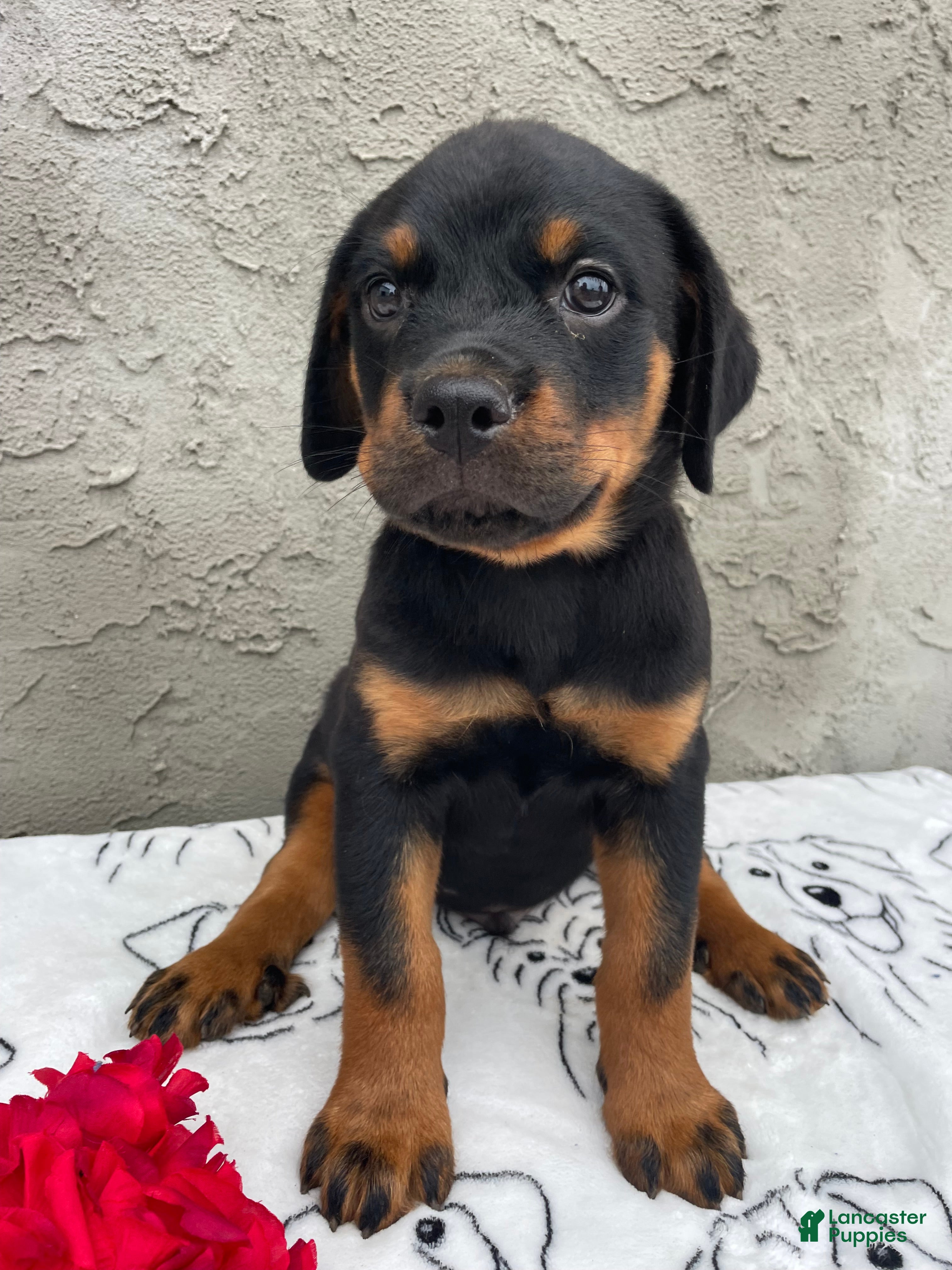 Rottweiler dogs Ridge - Ad 1