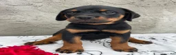 Rottweiler dogs for sale: Ridge - Ad 1