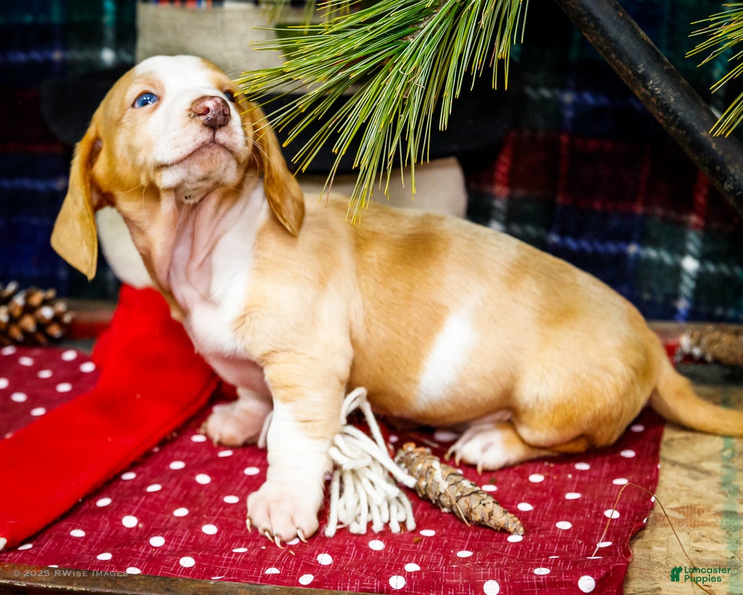 Miniature Dachshund dogs for sale: Sailor - Ad 3