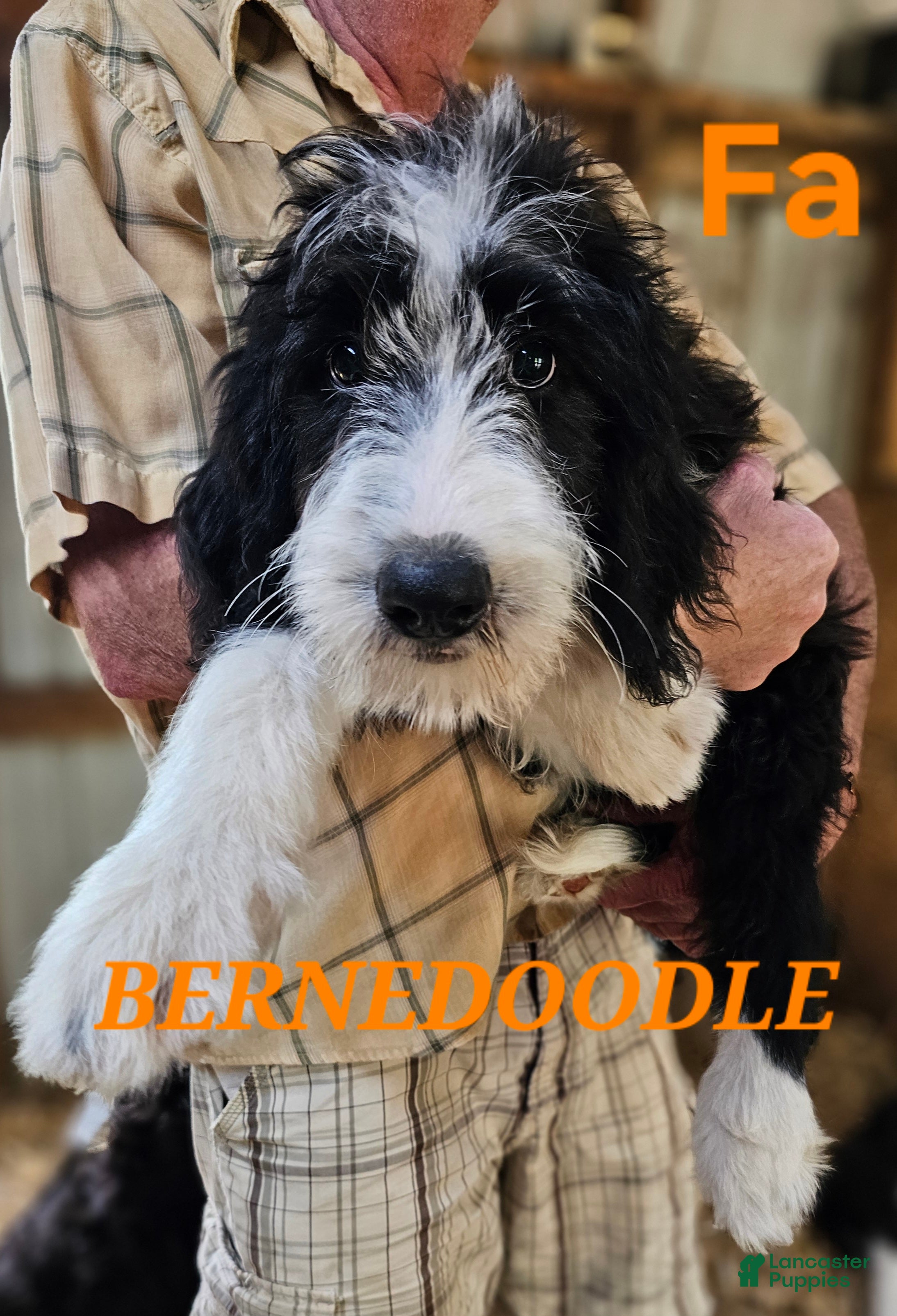 Bernedoodle dogs Bernedoodle  - Ad 1