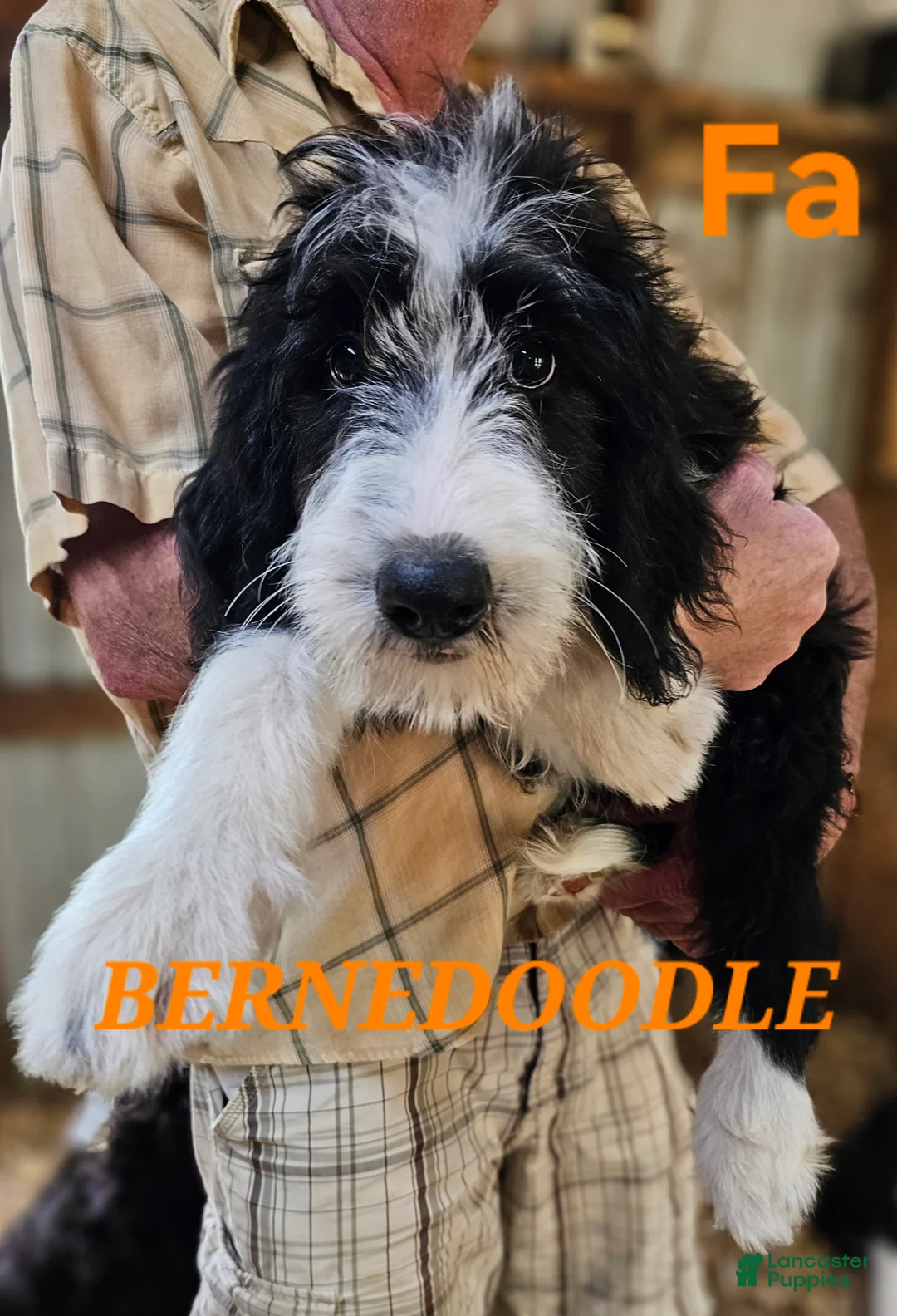 Bernedoodle dogs for sale: Bernedoodle  - Ad 1