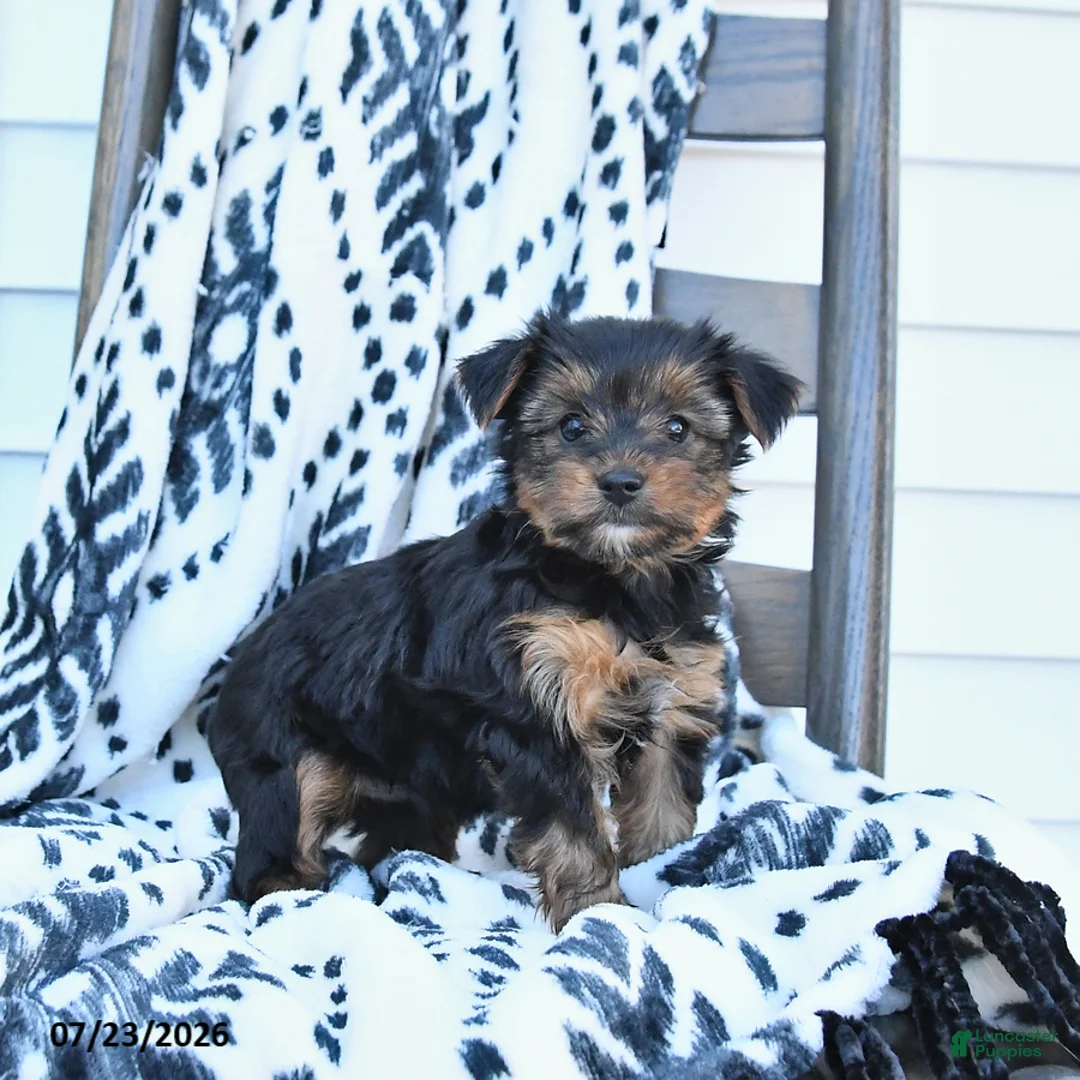 Yorkshire Terrier dogs for sale: Chips - Ad 3
