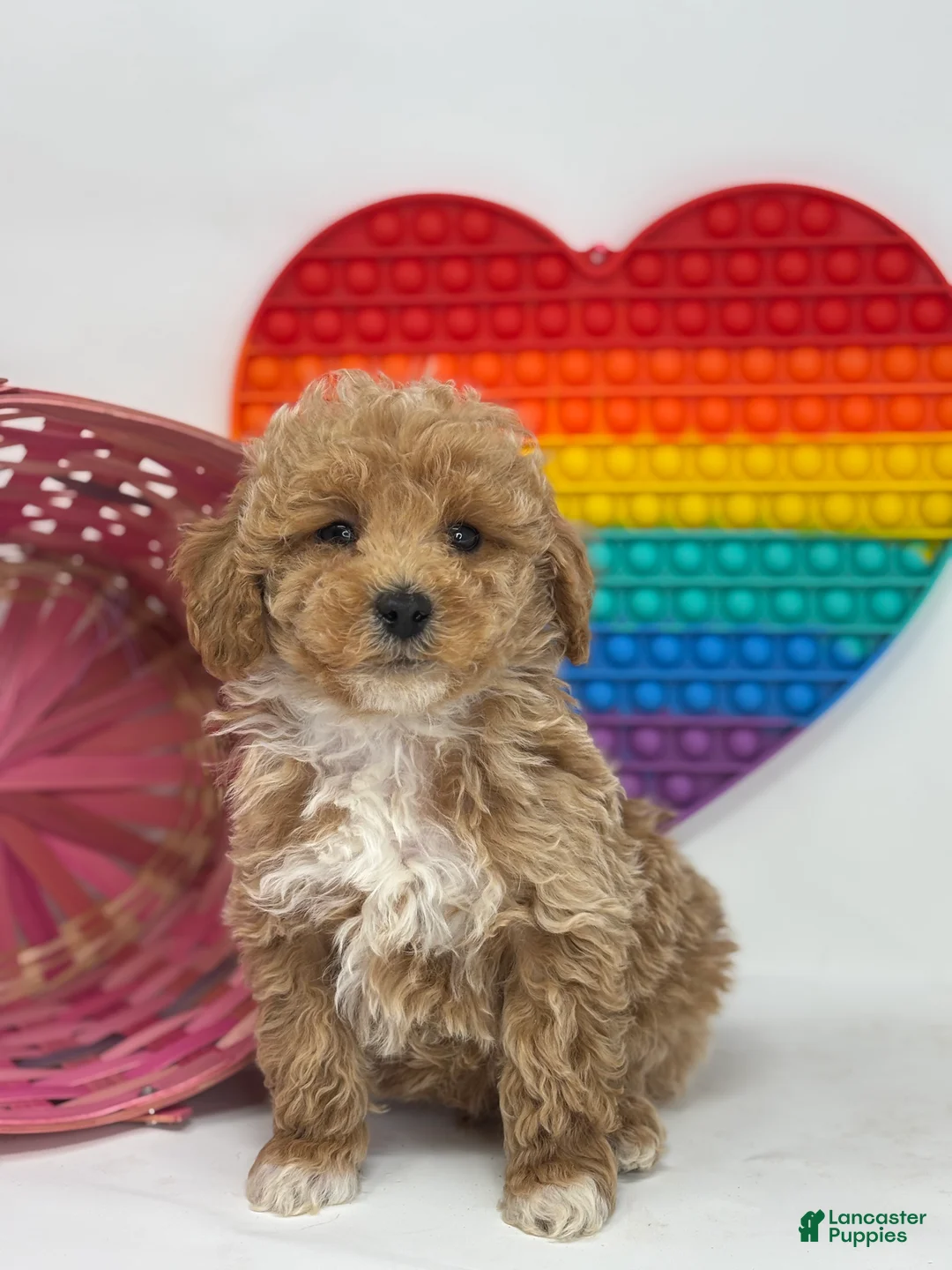 Mini Goldendoodle dogs for sale: Daniel - Ad 2