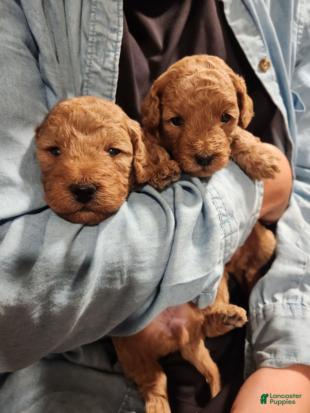 Mini Goldendoodle dogs for sale: JESSA - MINI GOLDENDOODLE LOVELY PUPPY (RICHLAND, PA) - F1BB - Ad 14