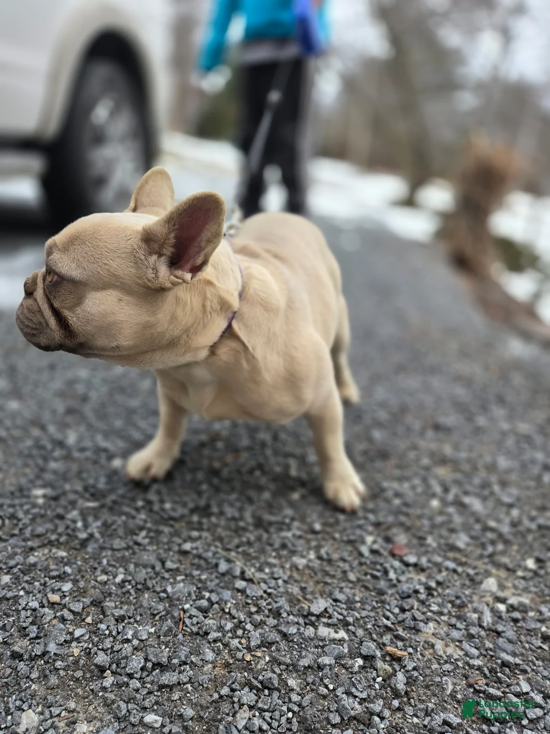 French Bulldog dogs for sale: French Bulldog Puppy 2 - Ad 3