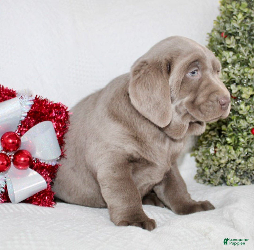 Labrador Retriever dogs for sale: Ribsy - Ad 5