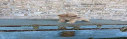 Miniature Labradoodle dogs for sale: Bambi  - Ad 4