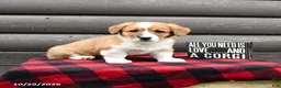 Welsh Corgi Pembroke dogs for sale: Maxon - Ad 2