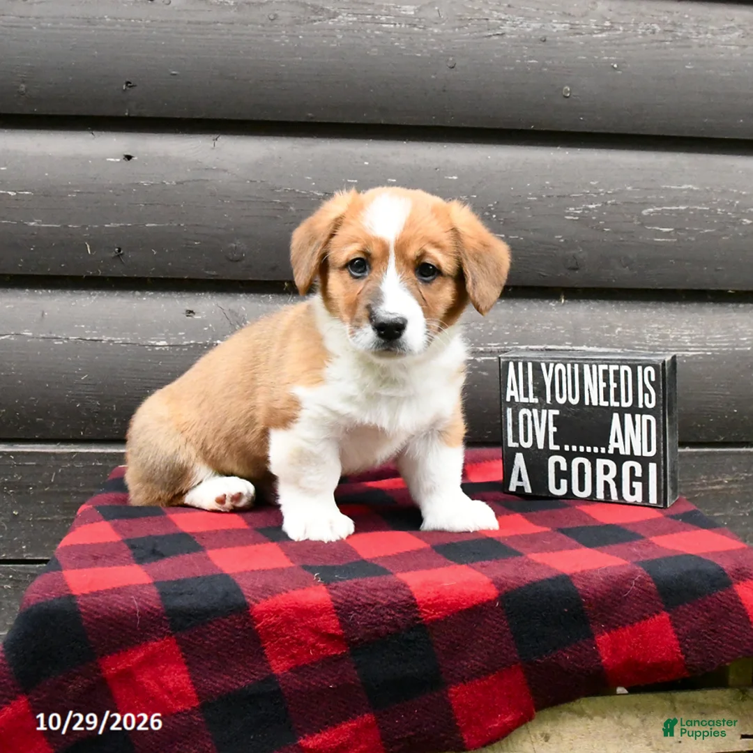 Welsh Corgi Pembroke dogs for sale: Maxon - Ad 2