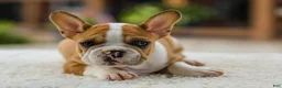 French Bulldog dogs for sale: Oasis – Fawn/White - Ad 8