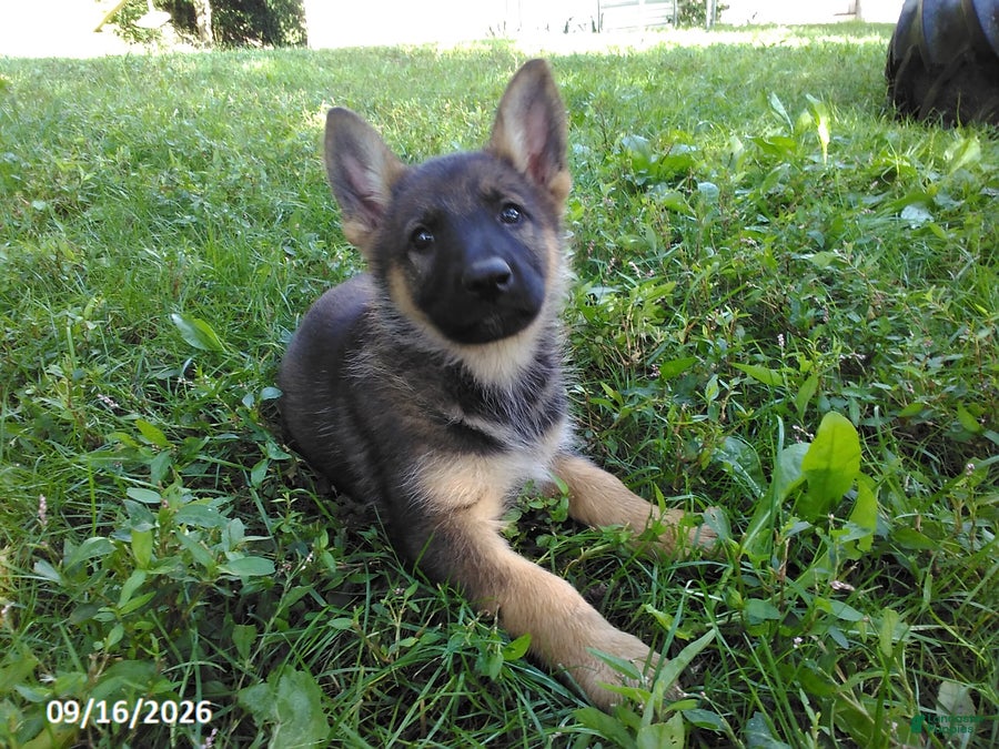 German Shepherd dogs Rusty - Ad 1