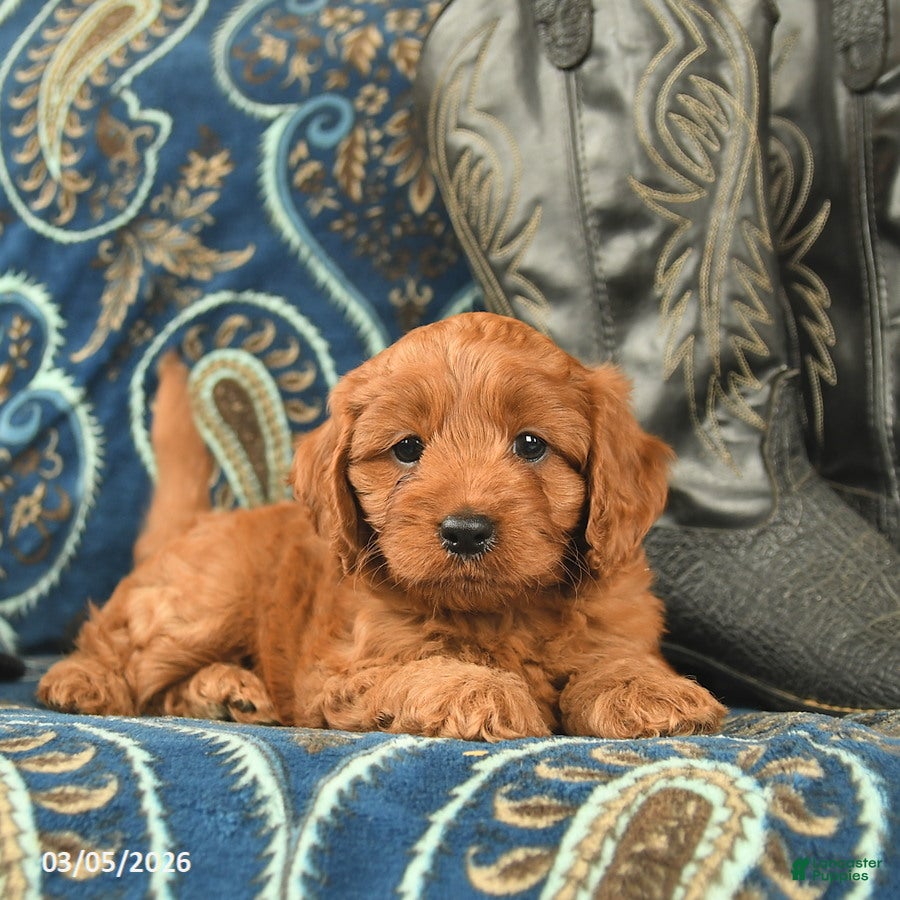 Cavapoo dogs Turtle  - Ad 2