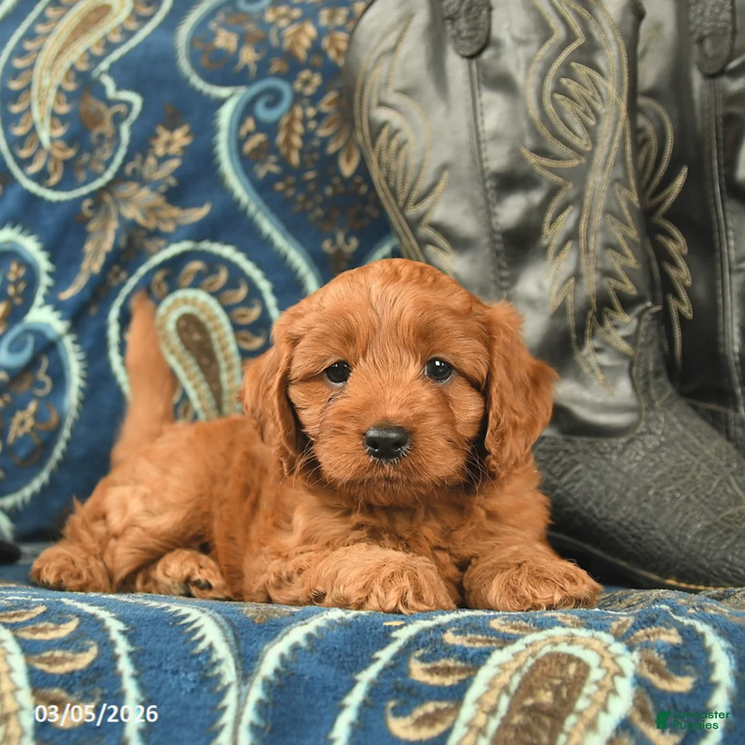 Cavapoo dogs for sale: Turtle  - Ad 2
