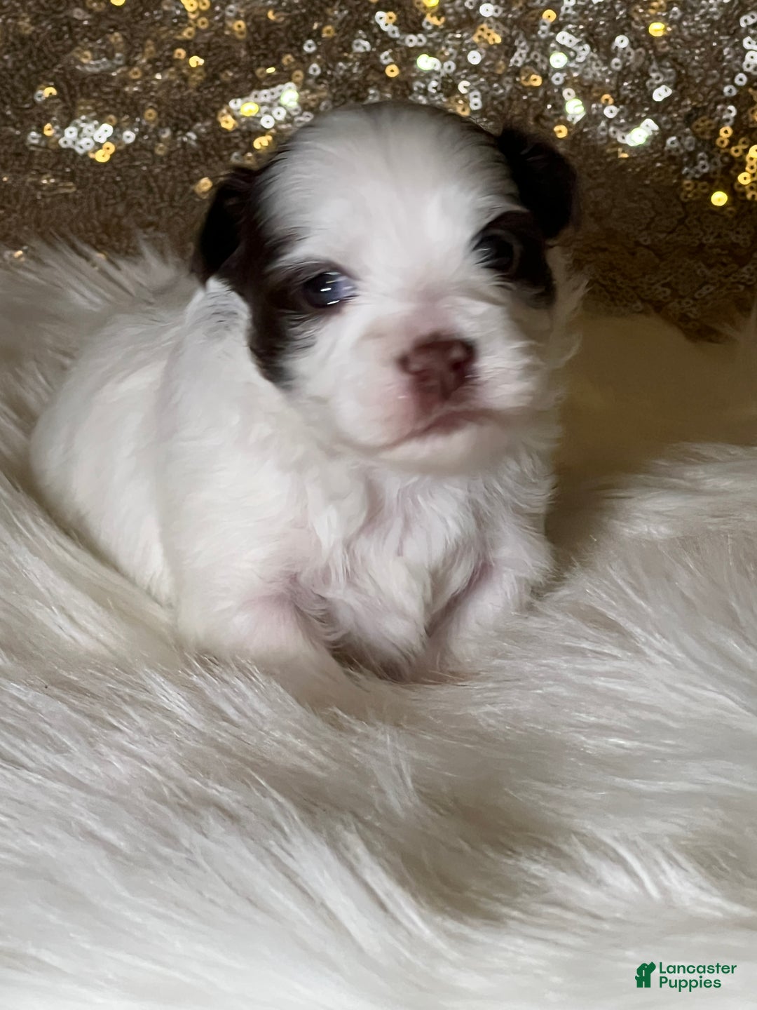 Havanese dogs for sale: Panda Girl - Ad 8
