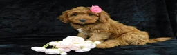 Cavapoo dogs for sale: Princess - Ad 10