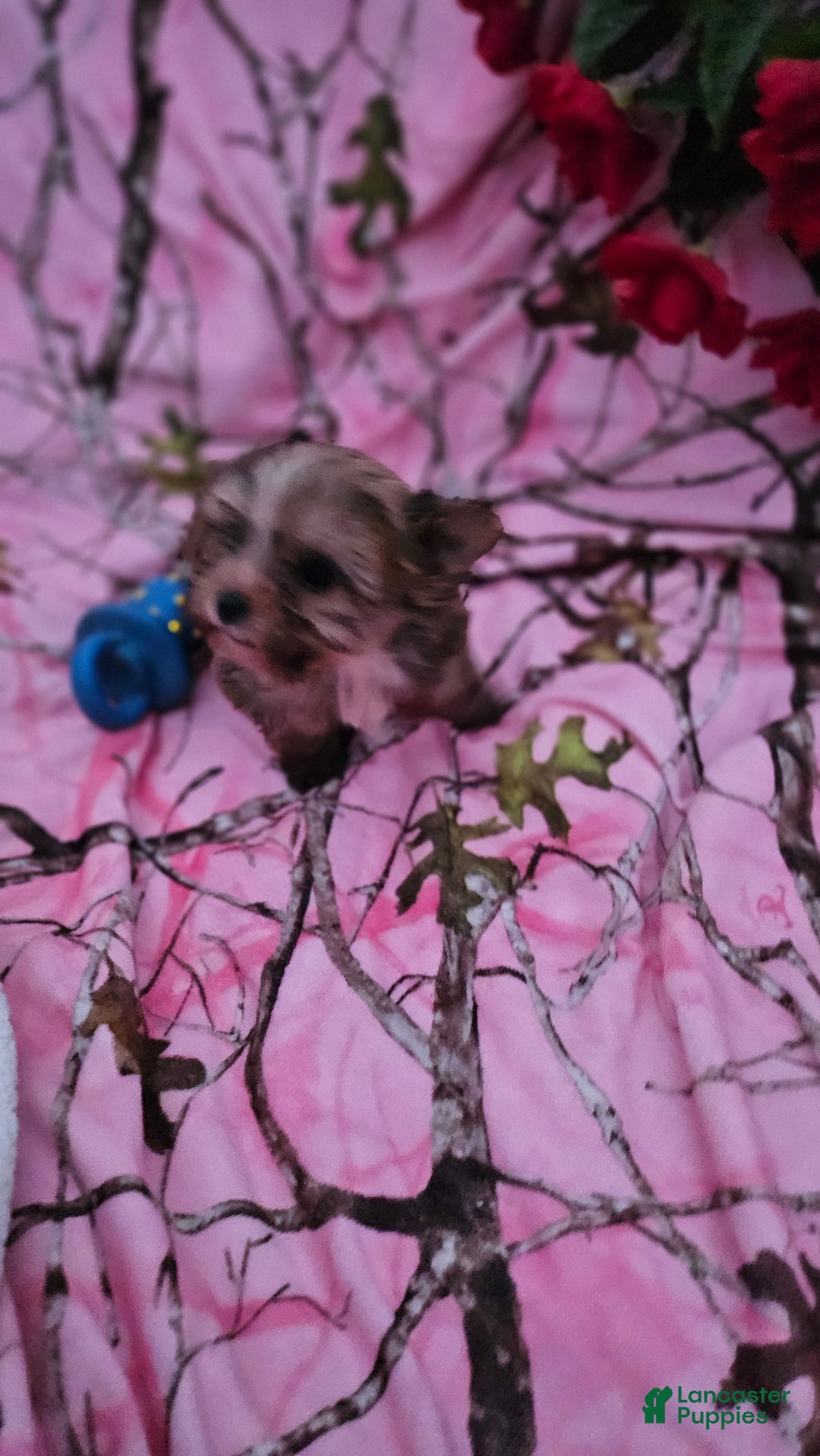 Morkie dogs for sale: Browney  - Ad 8