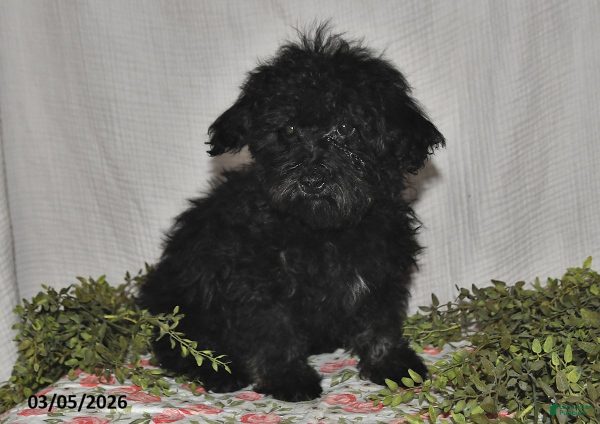 Havapoo dogs Skye - Ad 2