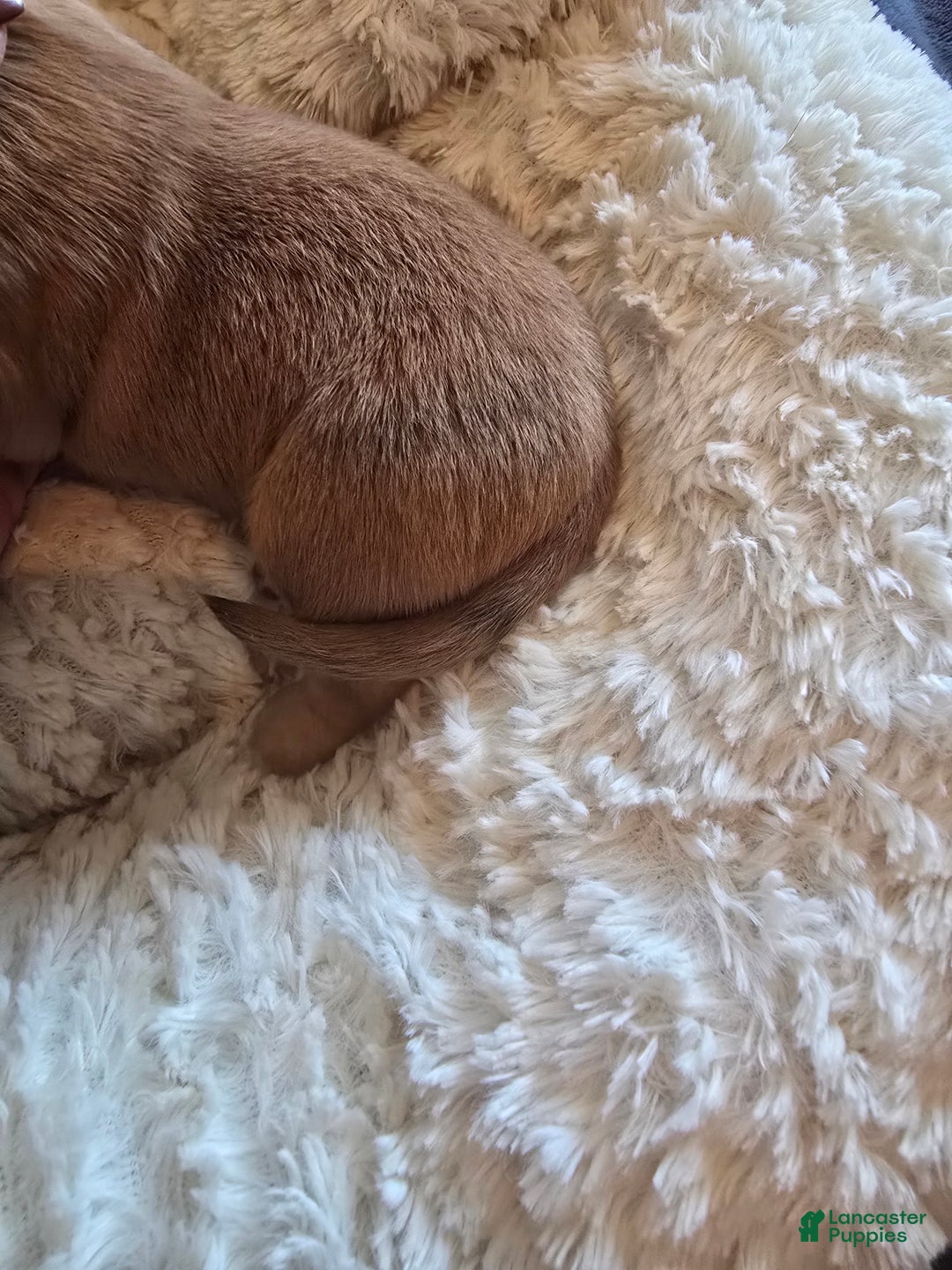 Miniature Dachshund dogs for sale: Duke - Ad 11