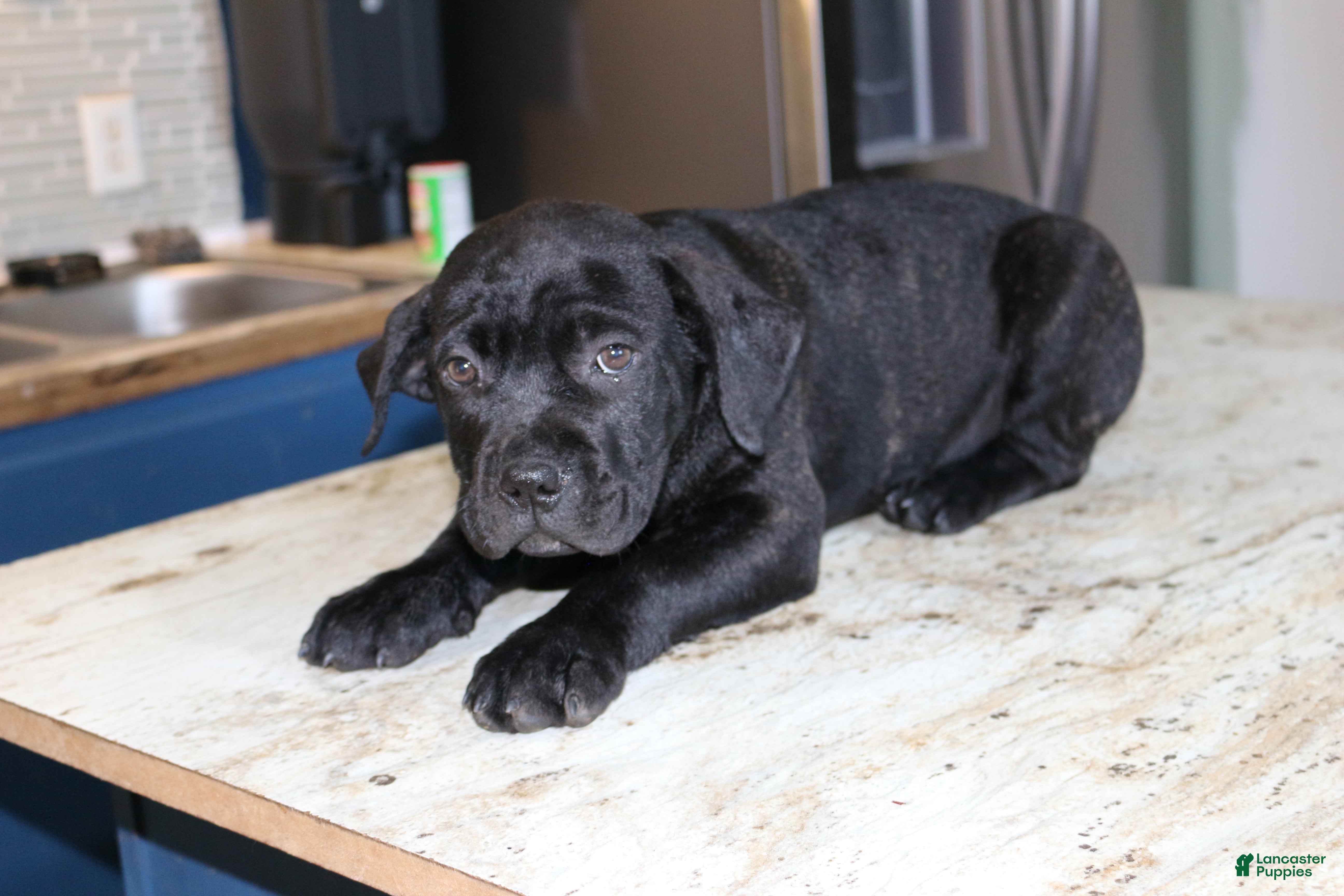 Cane Corso dogs Blue - Ad 40