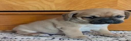 Puggle dogs for sale: Kevin  - Ad 2