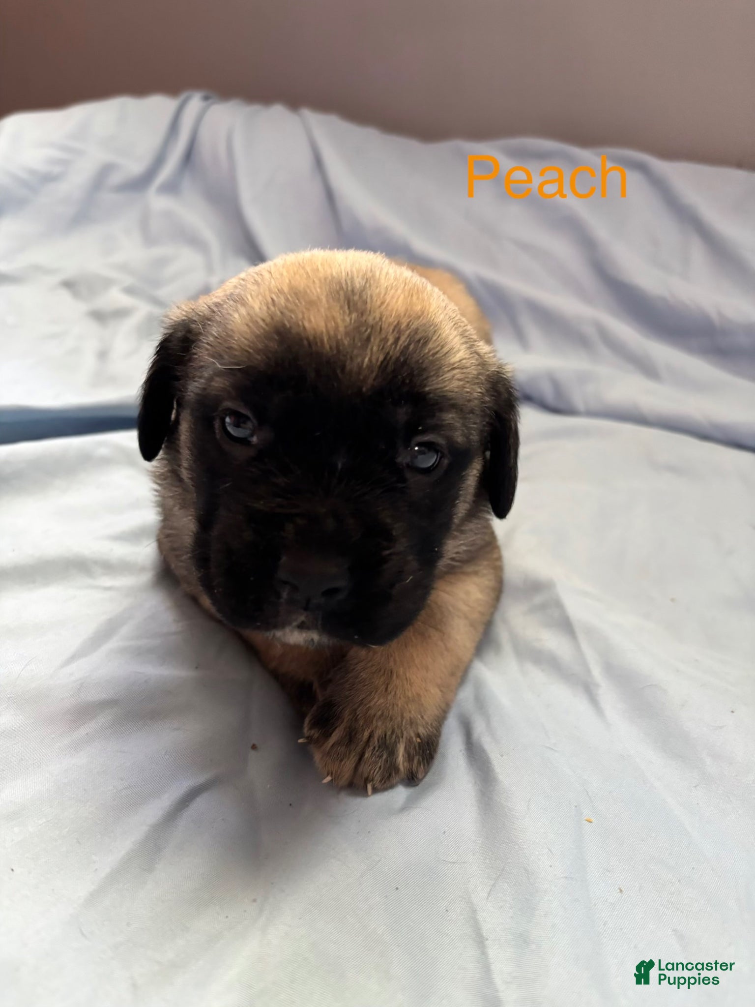 English Mastiff dogs Peach - Ad 6
