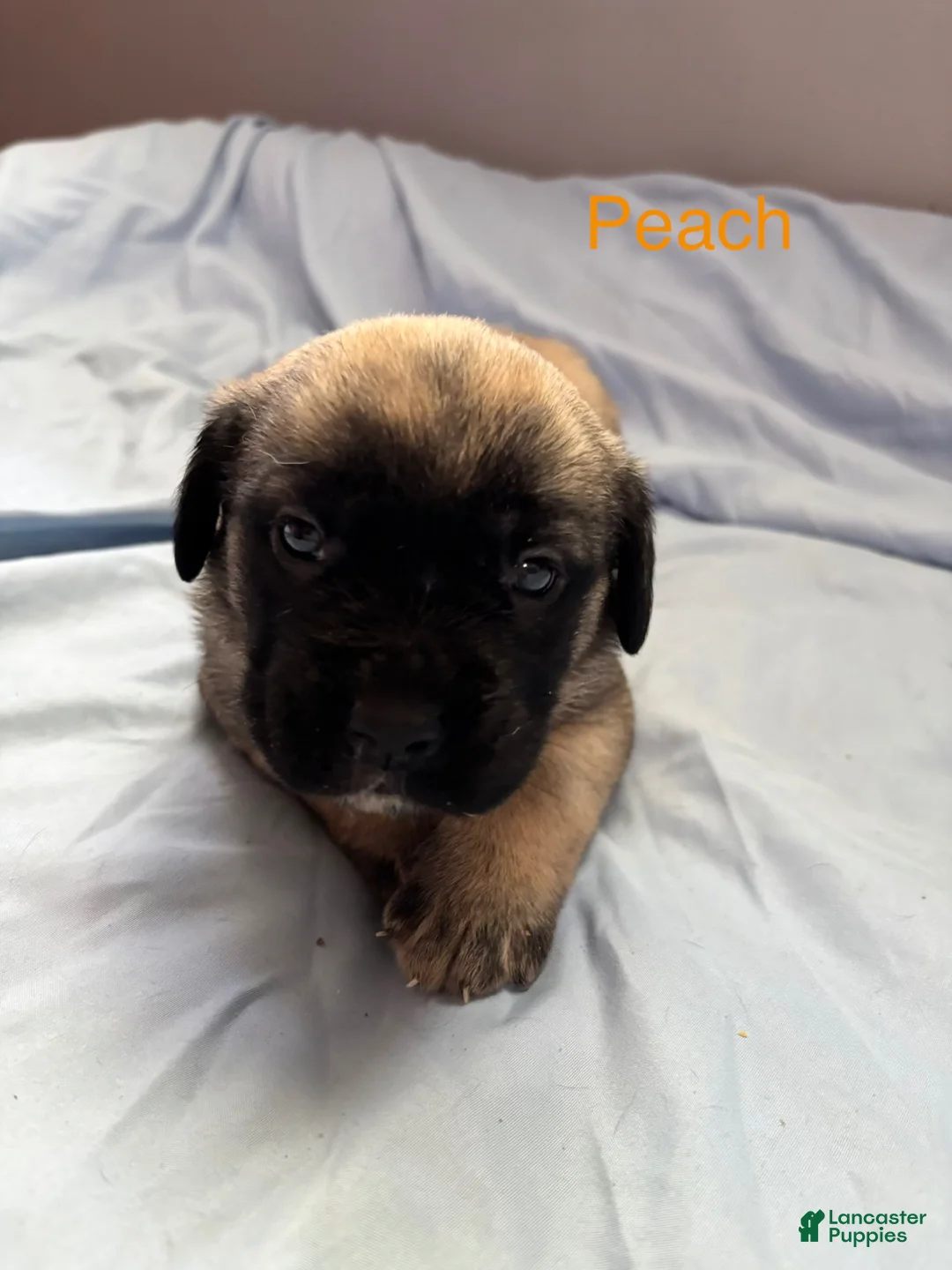 English Mastiff dogs for sale: Peach - Ad 1