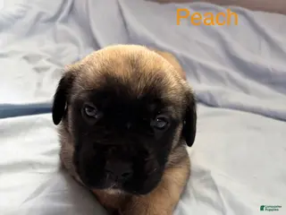 English Mastiff dogs Peach - Ad 6