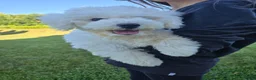 Bichon Frise dogs for sale: Bichon Frise 1 - Ad 3