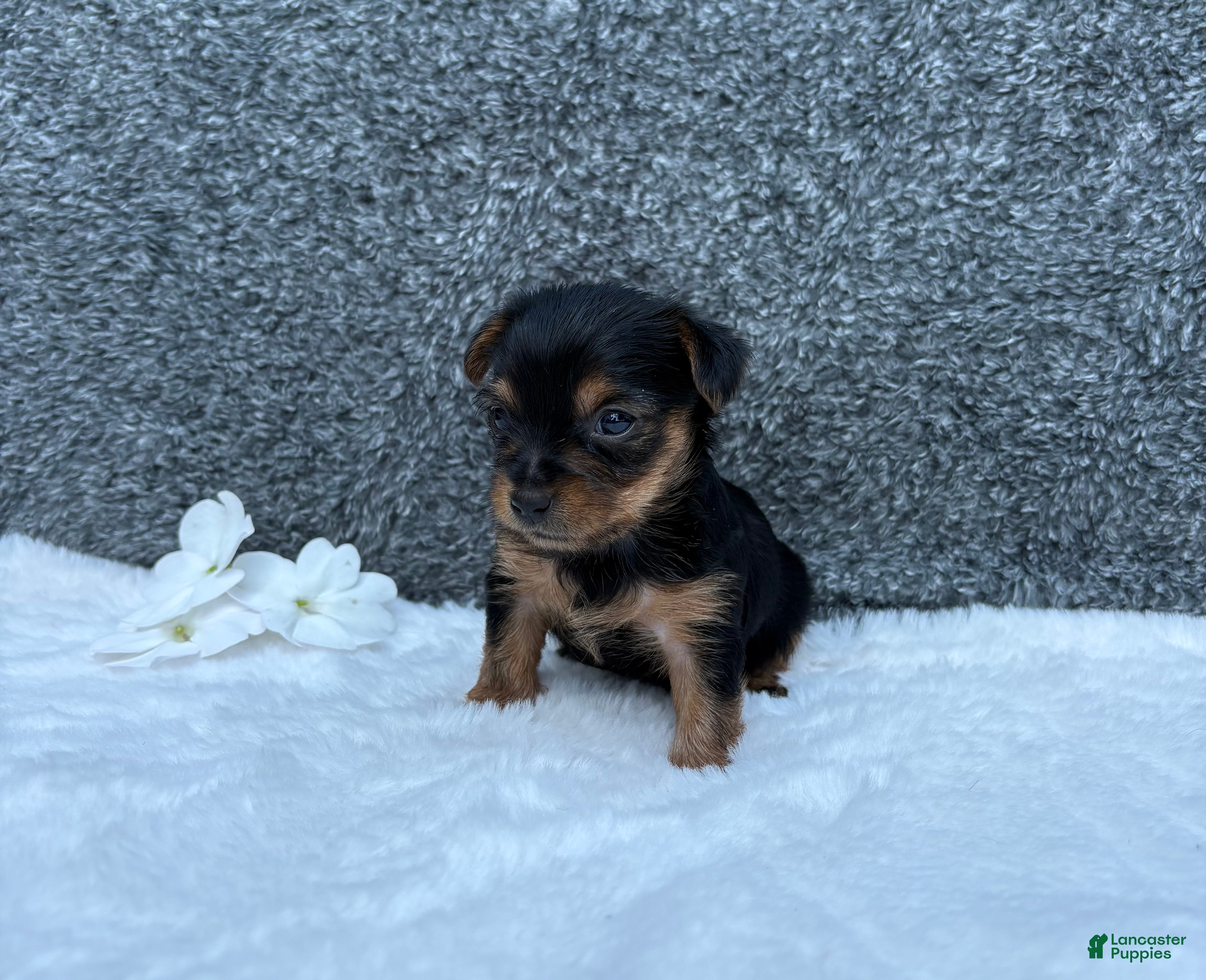 Yorkshire Terrier dogs Mia - Ad 1