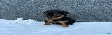Mia