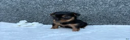 Yorkshire Terrier dogs for sale: Mia - Ad 1