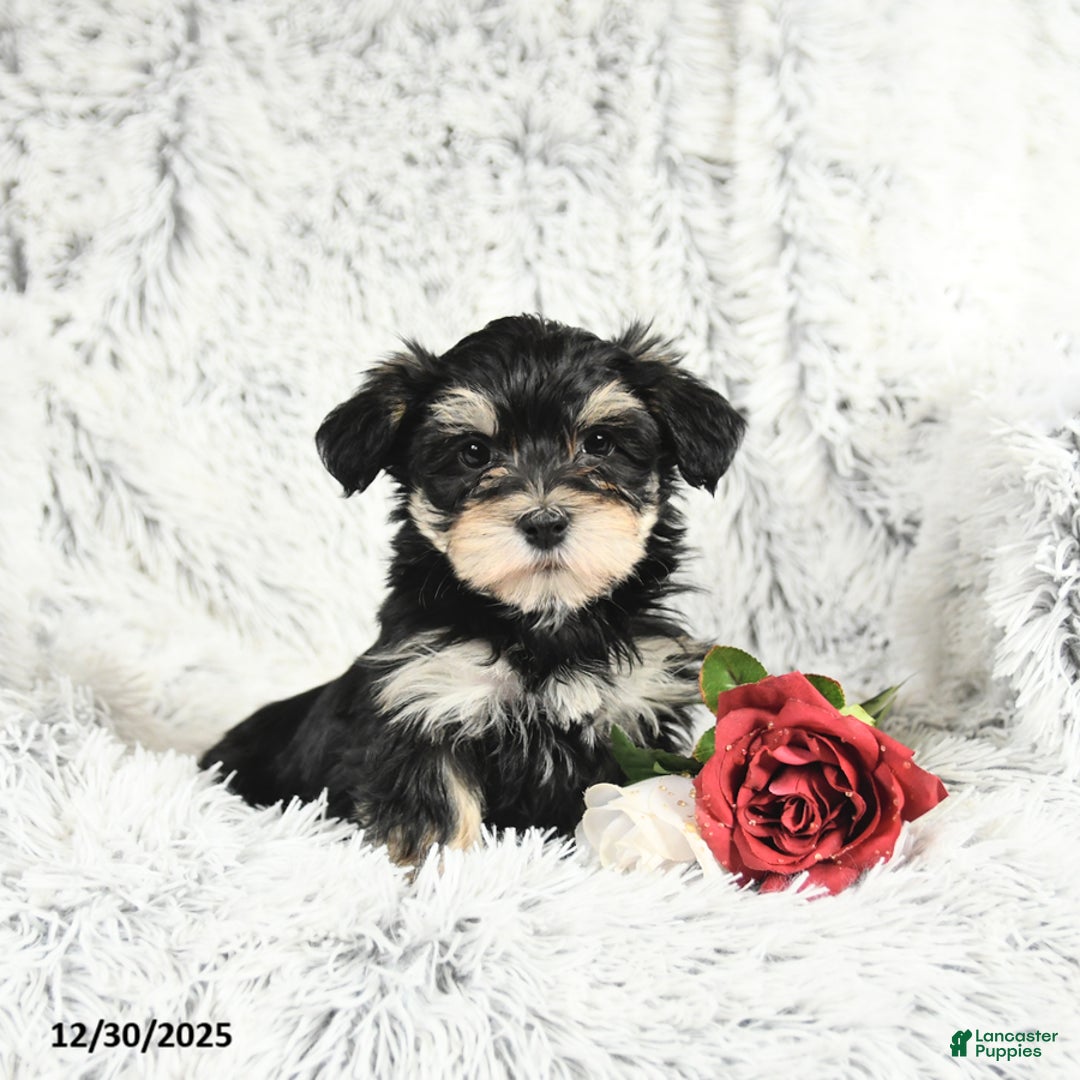 Morkie dogs for sale: Baxter - Ad 2