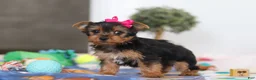 Yorkshire Terrier dogs for sale: Hazel - Ad 6