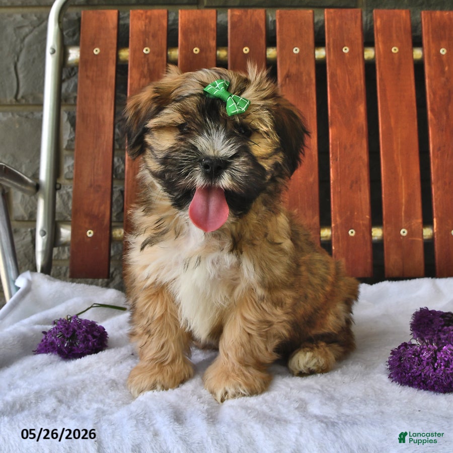 Teddy Bear dogs Alfie - Ad 2