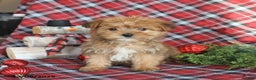 Yorkiepoo dogs for sale: Teddy Bear - Ad 4