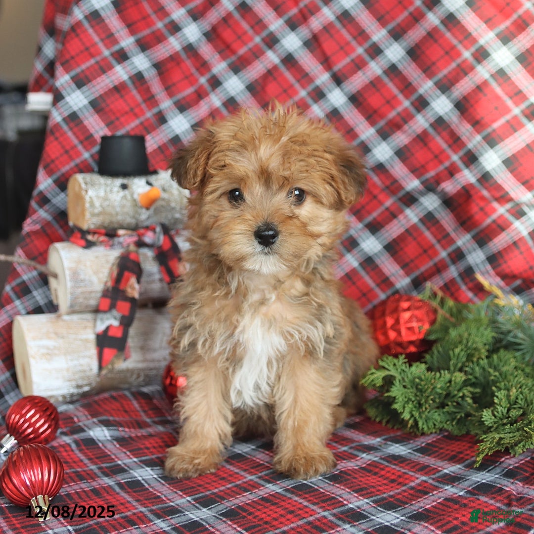 Yorkiepoo dogs for sale: Teddy Bear - Ad 4