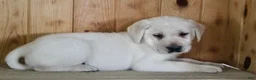 Labrador Retriever dogs for sale: Zeus  - Ad 4