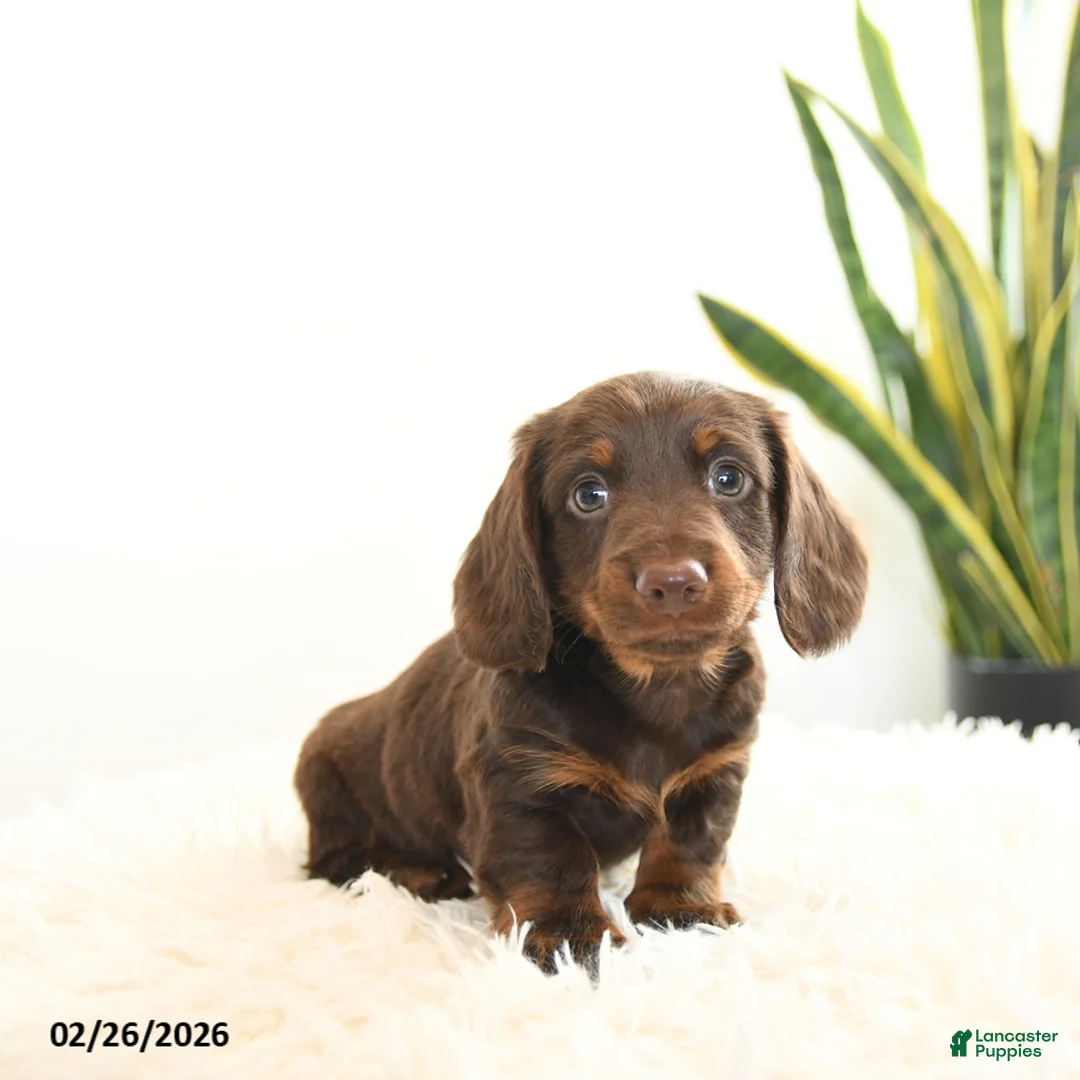 Miniature Dachshund dogs for sale: Rusty - Ad 1