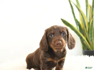 Miniature Dachshund dogs for sale: Rusty - Ad 4