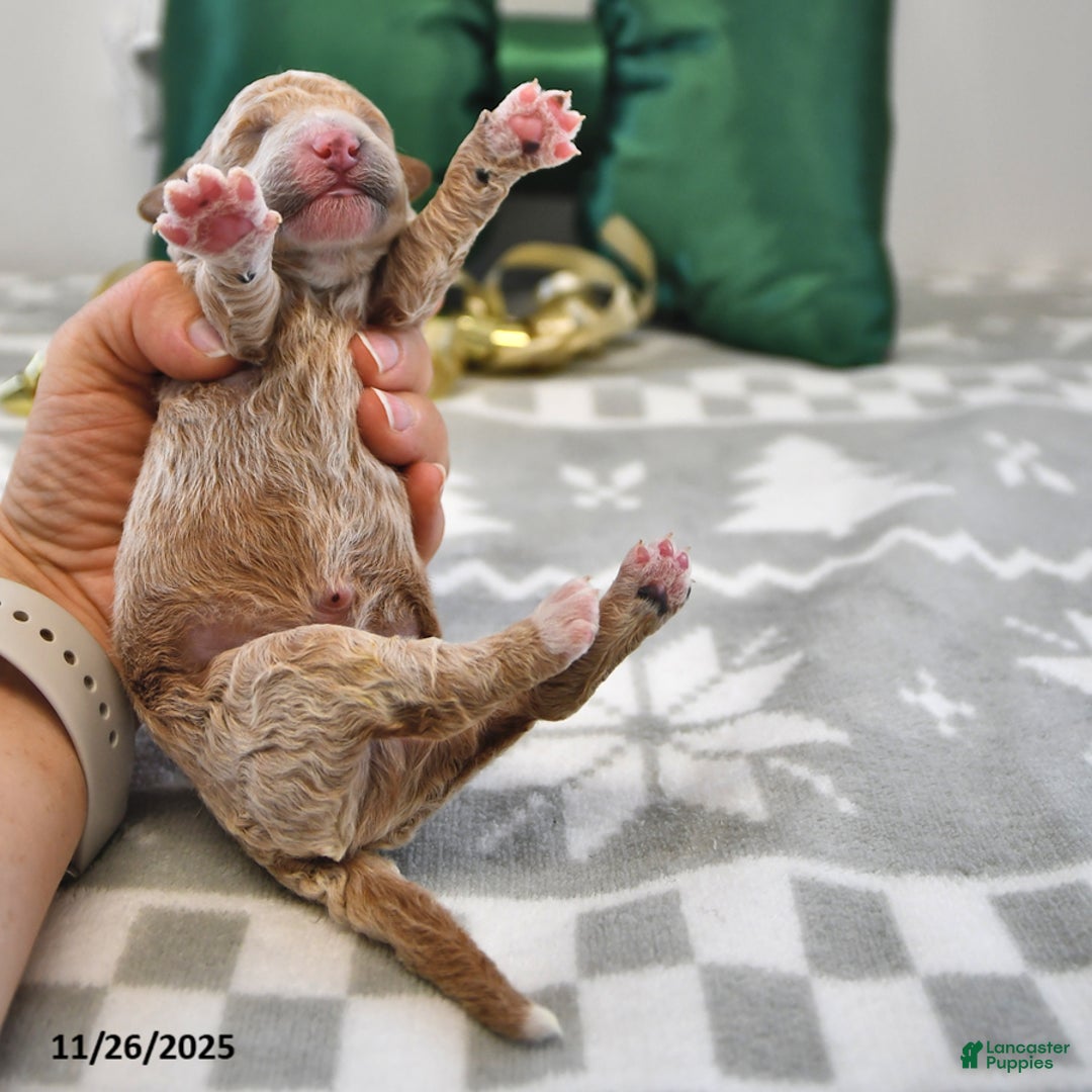 Mini Goldendoodle dogs for sale: Frankie - Ad 3