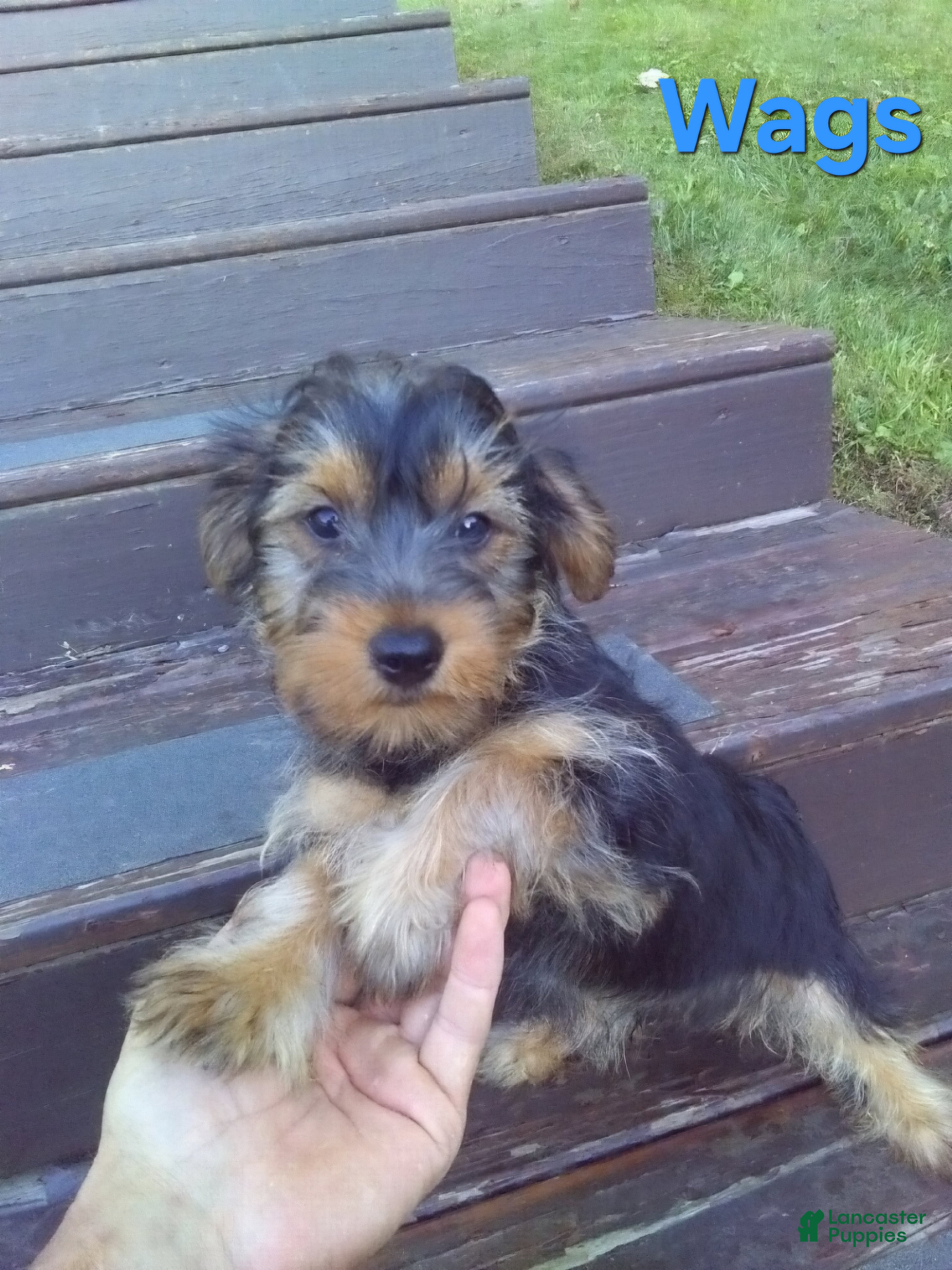 Yorkshire Terrier dogs Wags - Ad 1