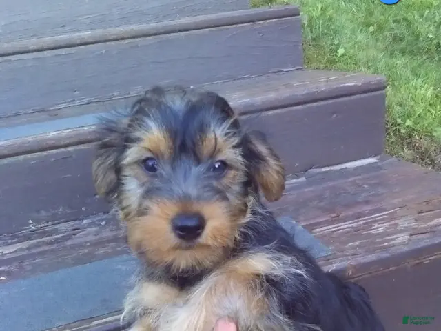 Yorkshire Terrier dogs for sale: Wags - Ad 1