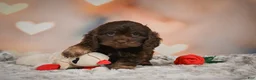 Cockapoo dogs for sale: Scarlet - Ad 1