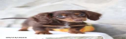 Miniature Dachshund dogs for sale: Tommy - Ad 3