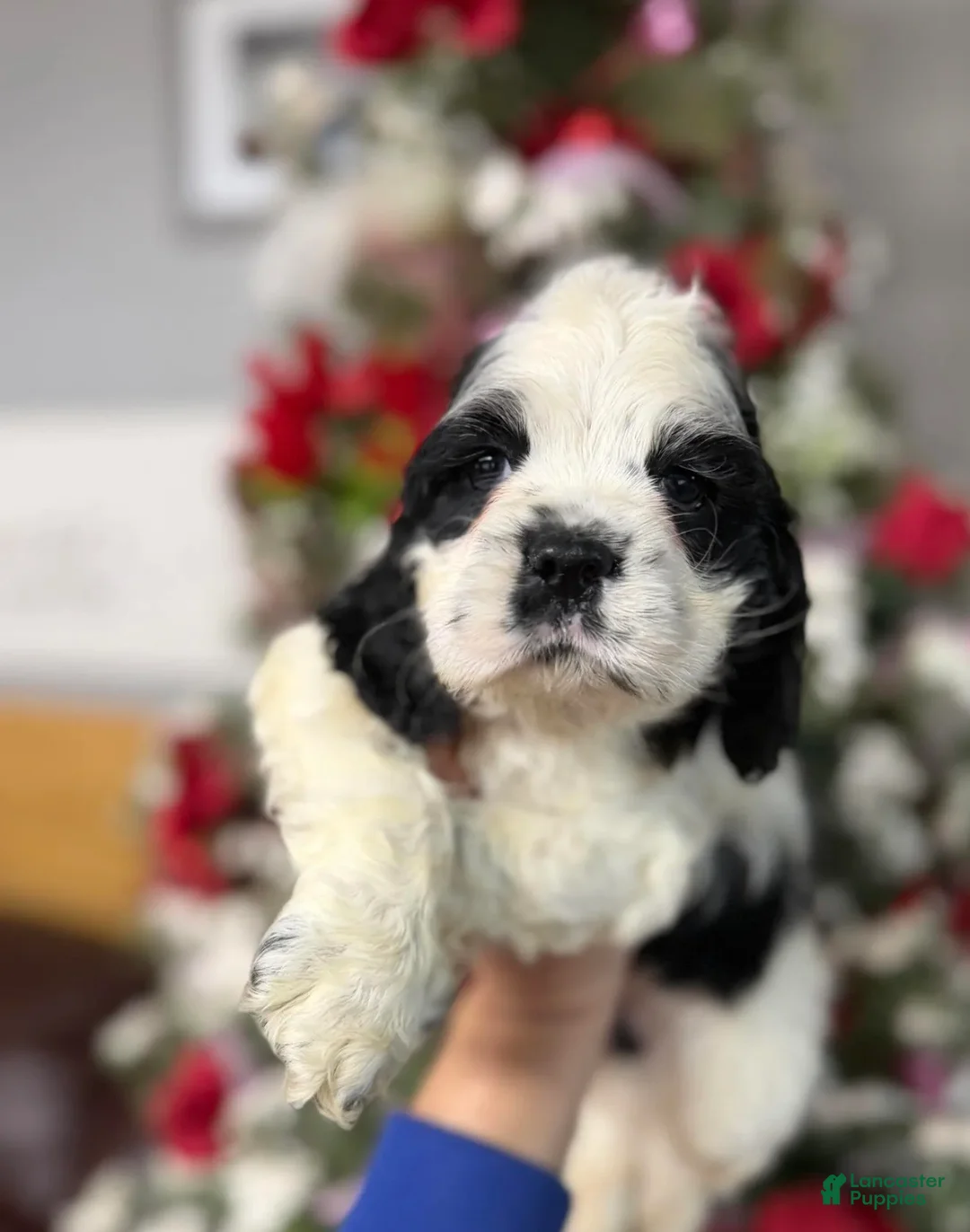 Cocker Spaniel dogs for sale: Cocker Spaniel Puppy 2 - Ad 1